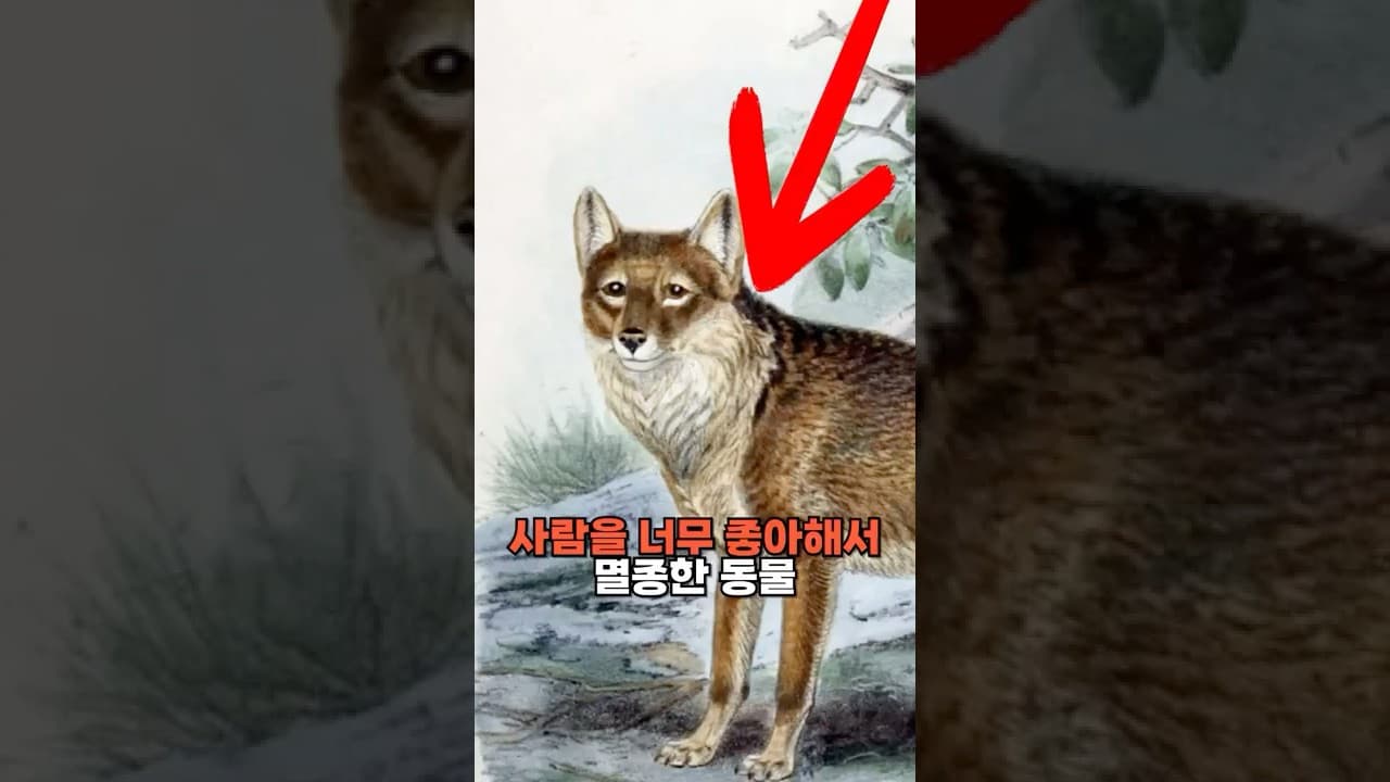 사람을 너무 좋아해서 멸종한 동물