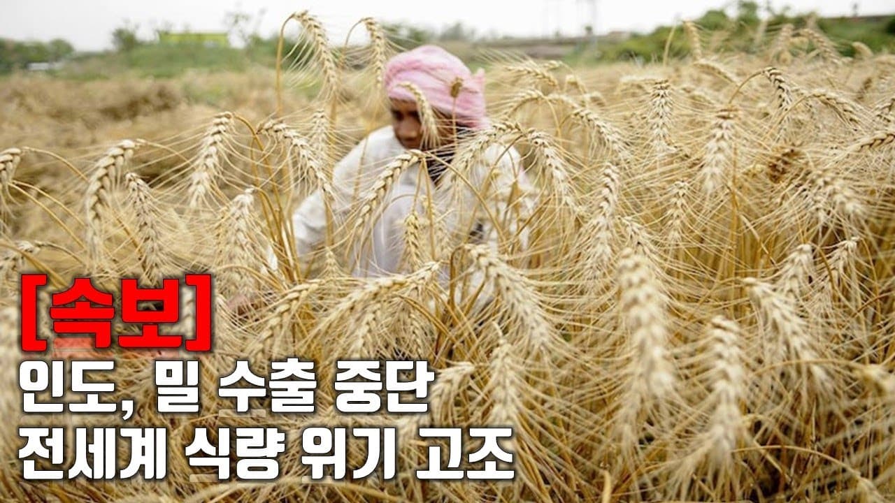 [속보] 인도, 밀 수출 중단...전세계 식량 위기 고조_우크라이나 긴급속보255_[센서 스튜디오]