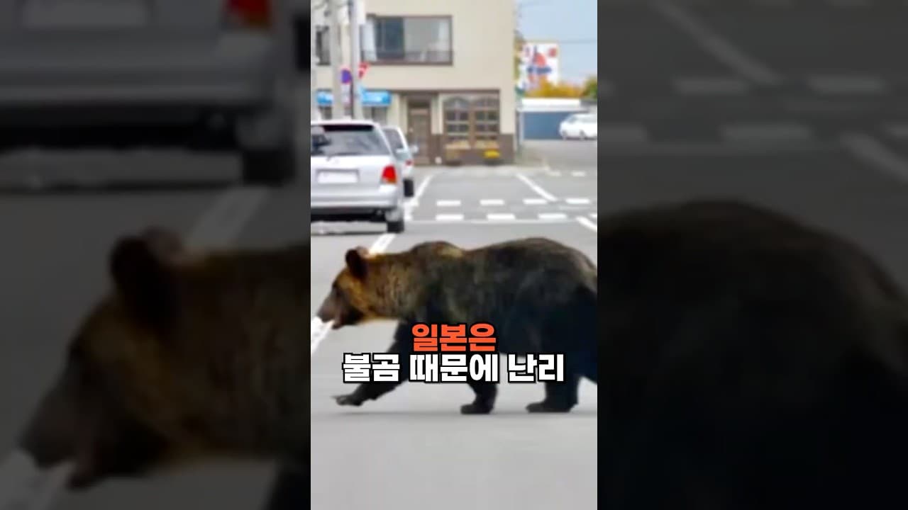 일본, 불곰으로 인한 피해 급증