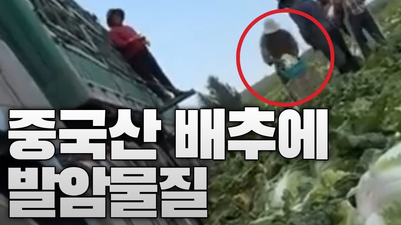 중국산 배추에 1군 발암물질 담갔다…한국 수입 여부 확인 중